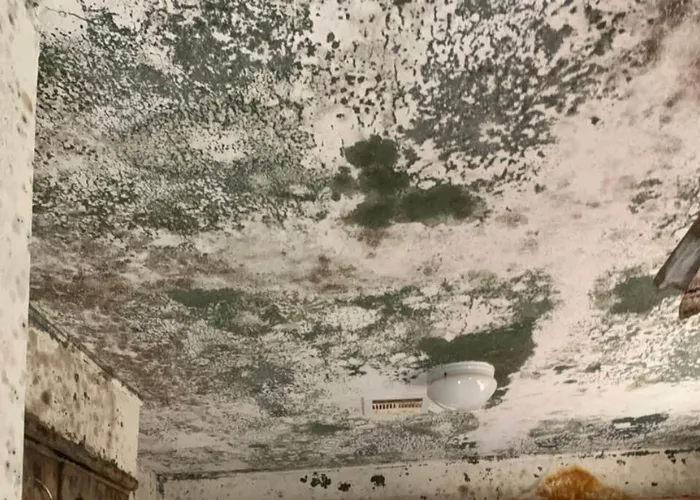 Mold Remediation Services

